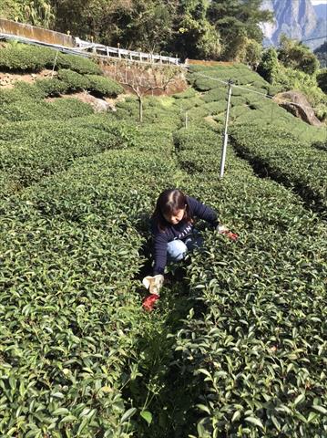 茶製品-茶 產品圖片（圖片編號 629251）