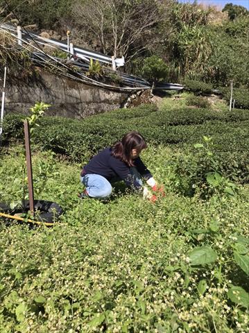 茶製品-茶 產品圖片（圖片編號 629252）