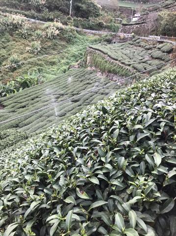 茶製品-茶 產品圖片（圖片編號 629253）
