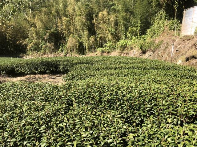 茶製品-茶 產品圖片（圖片編號 629265）