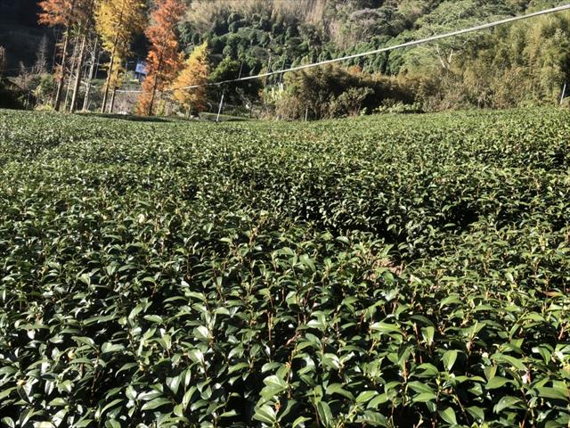 茶製品-茶 產品圖片（圖片編號 629266）