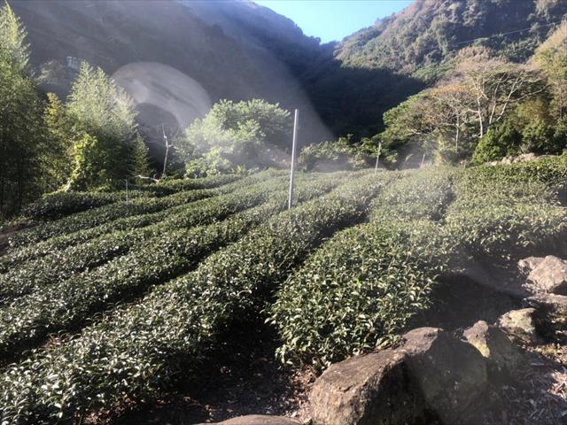 茶製品-茶 產品圖片（圖片編號 629267）