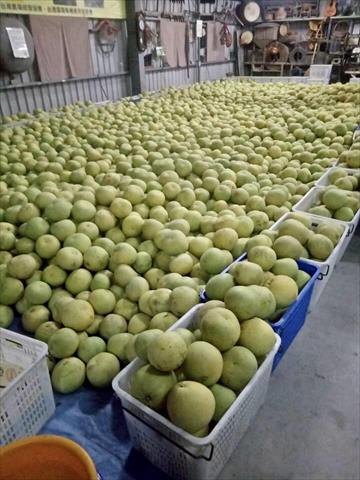 珍珠柚 產品圖片（圖片編號 629731）