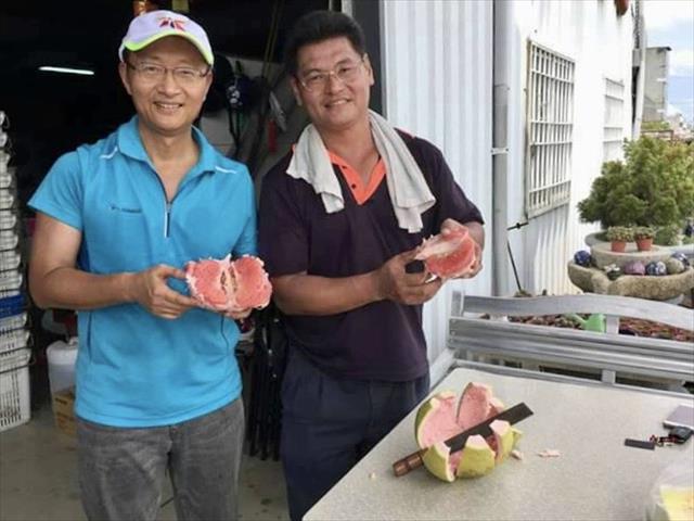 紅肉文旦 產品圖片（圖片編號 629732）