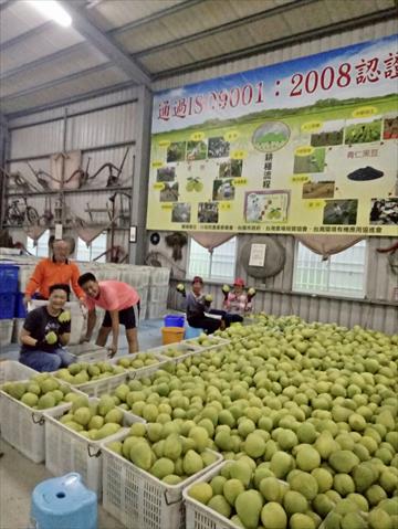 文旦柚 產品圖片（圖片編號 629733）