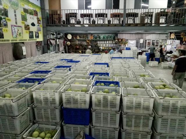 文旦柚 產品圖片（圖片編號 629734）