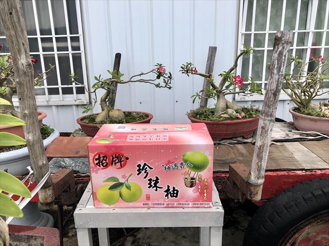 珍珠柚 產品圖片（產品編號 474623）