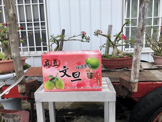 文旦柚 產品圖片（圖片編號 629738）
