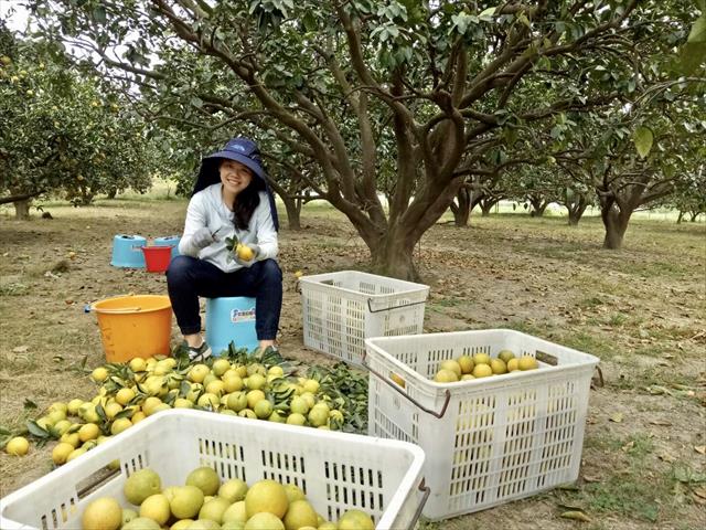 柳橙 產品圖片（圖片編號 629740）