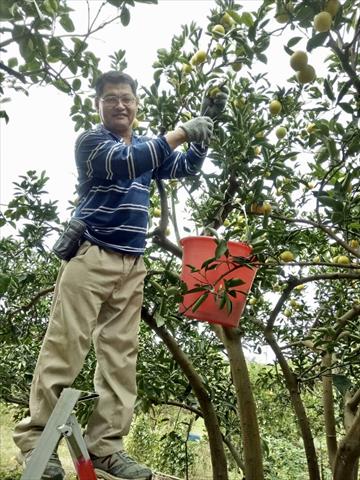 柳橙 產品圖片（圖片編號 629743）