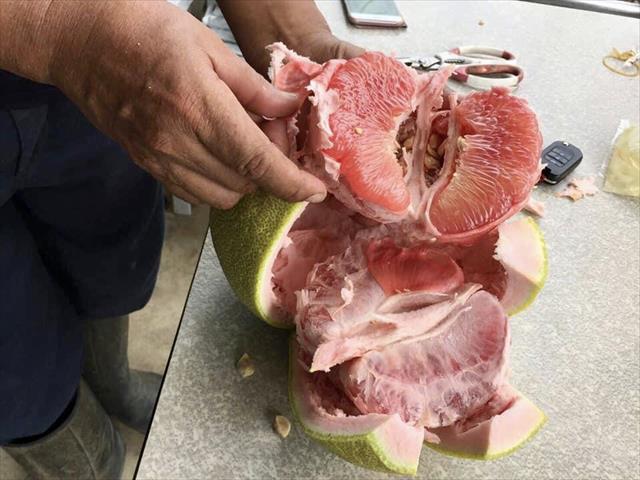 紅肉文旦 產品圖片（圖片編號 629747）