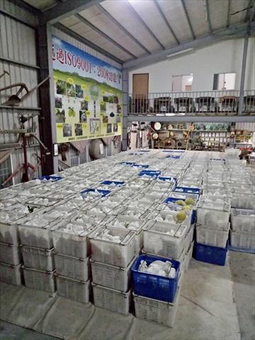 白柚 產品圖片（圖片編號 629748）
