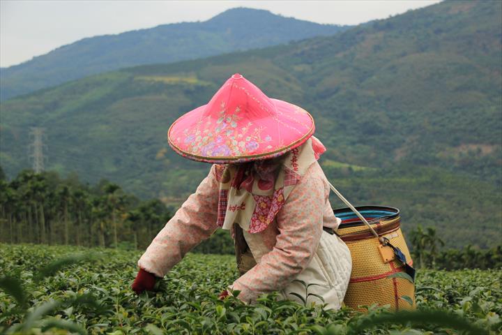茶製品-茶 產品圖片（圖片編號 630755）