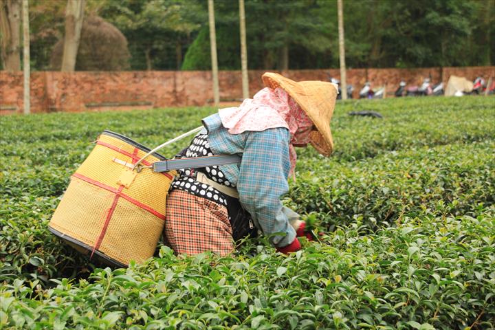 茶製品-茶 產品圖片（圖片編號 630756）