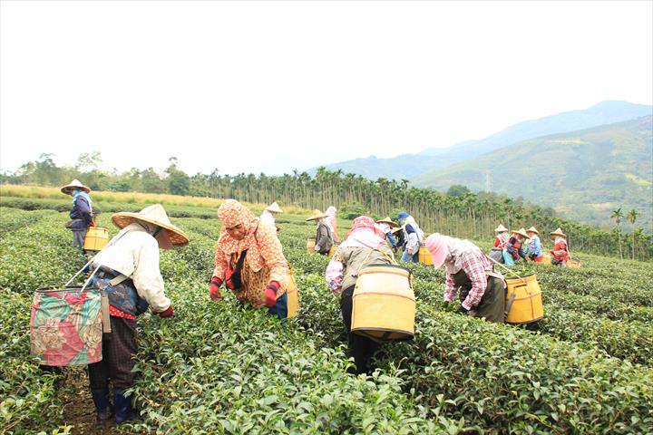 茶製品-茶 產品圖片（圖片編號 630757）