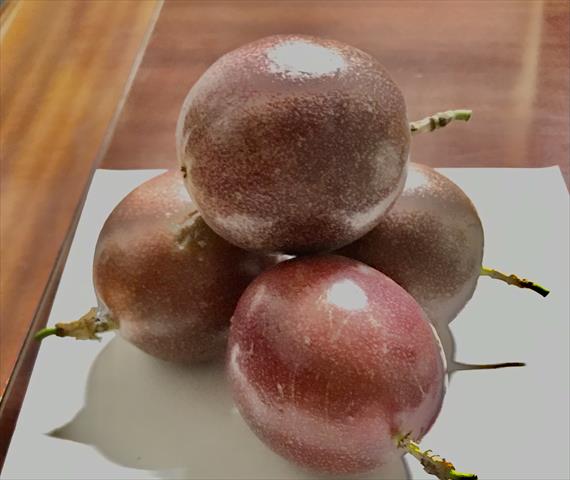 百香果 產品圖片（產品編號 475842）