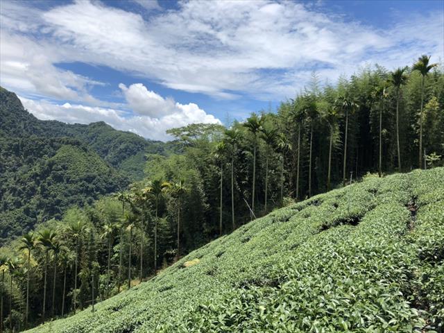 茶製品-茶 產品圖片（產品編號 476064）
