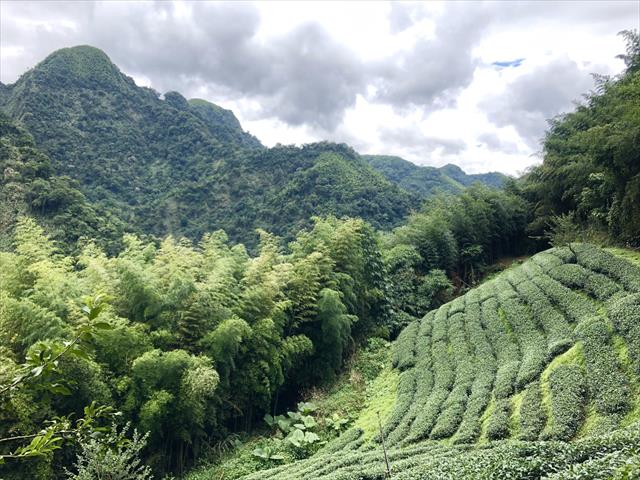 茶製品-茶 產品圖片（圖片編號 632406）