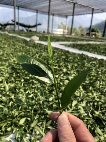 茶製品-茶 產品圖片（圖片編號 632407）