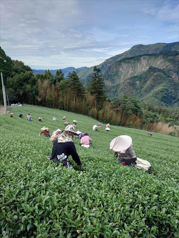 茶製品-茶 產品圖片（圖片編號 632831）