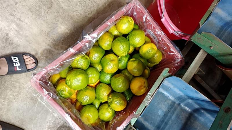 椪柑 產品圖片（圖片編號 633690）