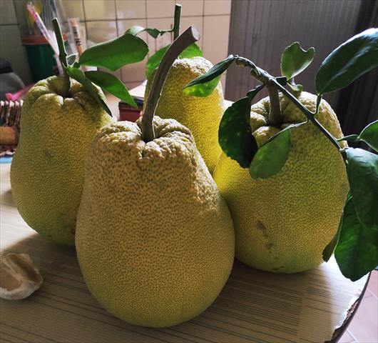產品圖片