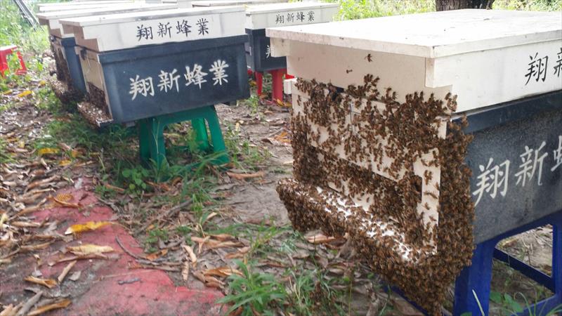 蜂產品-蜂蜜 產品圖片（圖片編號 634221）
