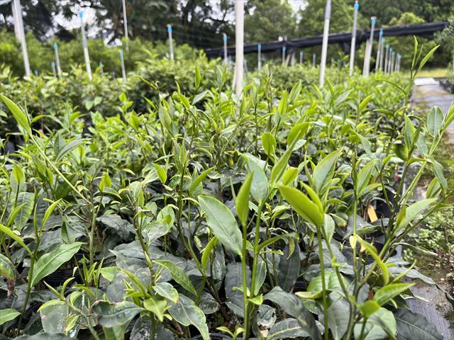 茶製品-茶 產品圖片（圖片編號 634474）