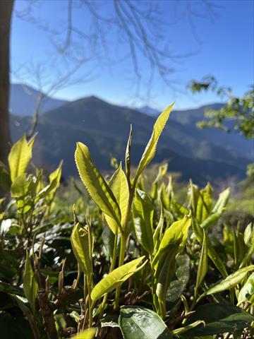 茶製品-茶 產品圖片（圖片編號 634475）
