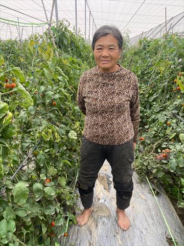 番茄(含小番茄) 產品圖片（產品編號 477404）