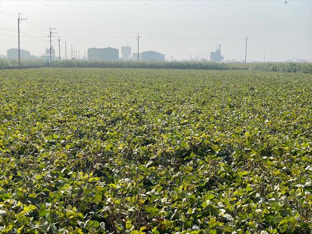 大豆(黃豆、黑豆等) 產品圖片（圖片編號 634923）