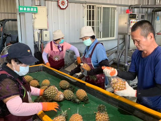 鳳梨 產品圖片（圖片編號 636398）