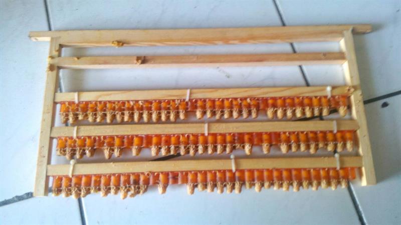 蜂產品-蜂王漿(乳) 產品圖片（圖片編號 638676）