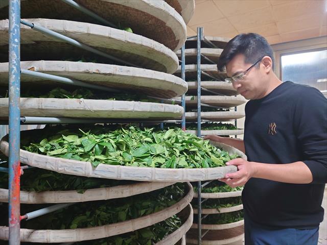 茶製品-茶 產品圖片（產品編號 479696）