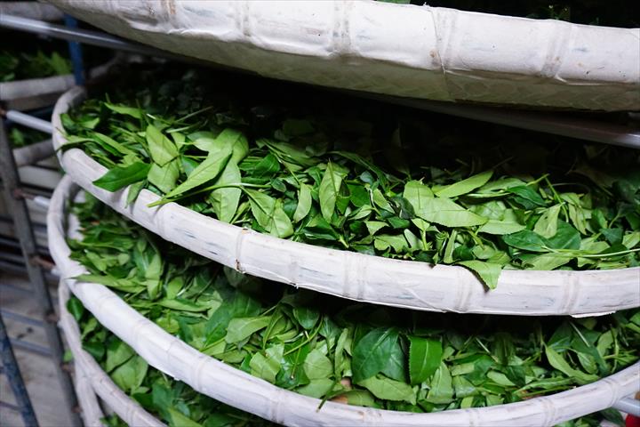 茶製品-茶 產品圖片（圖片編號 639447）
