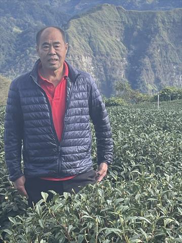 茶製品-茶 產品圖片（產品編號 479719）