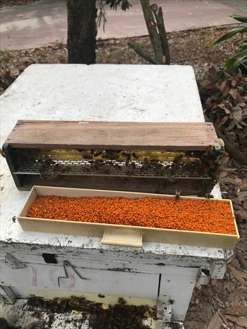 蜂產品-花粉 產品圖片（圖片編號 639862）