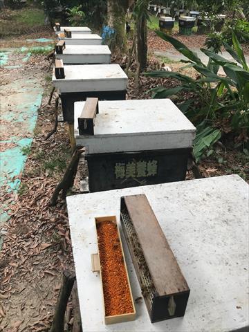 蜂產品-花粉 產品圖片（圖片編號 639863）