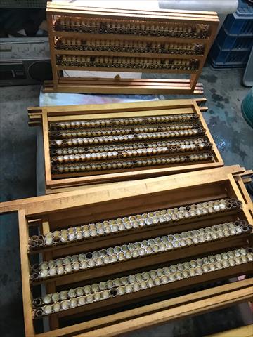 蜂產品-蜂王漿(乳) 產品圖片（圖片編號 639866）