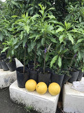 黃金果(黃晶果,加蜜蛋黃果,蜜蛋黃果) 產品圖片（產品編號 479942）