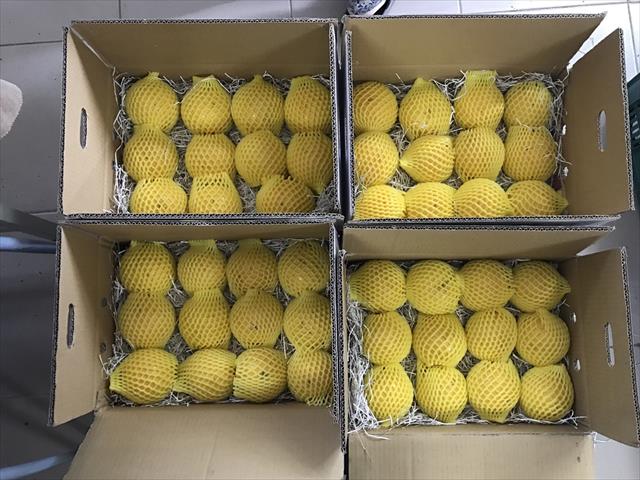 黃金果(黃晶果,加蜜蛋黃果,蜜蛋黃果) 產品圖片（圖片編號 640361）