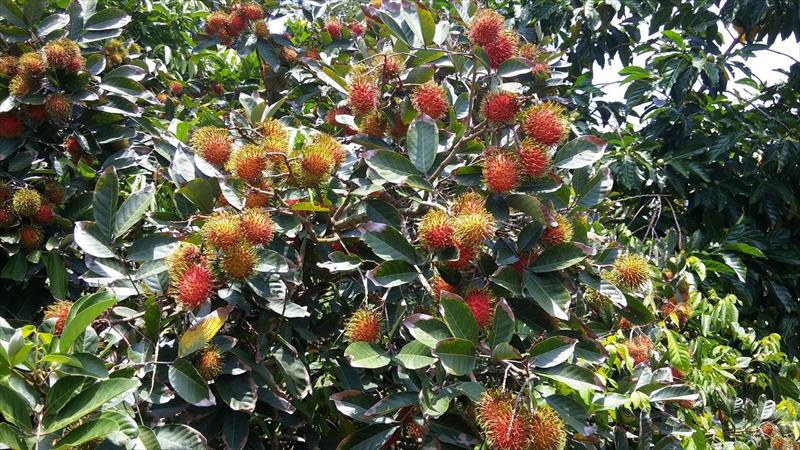 紅毛丹 產品圖片（圖片編號 640364）