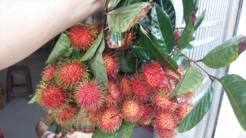 紅毛丹 產品圖片（圖片編號 640365）
