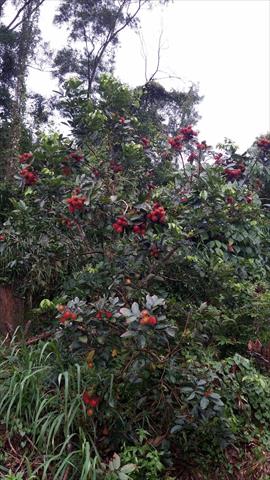 紅毛丹 產品圖片（產品編號 479943）