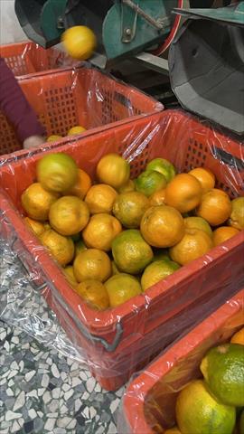 椪柑 產品圖片（圖片編號 641646）