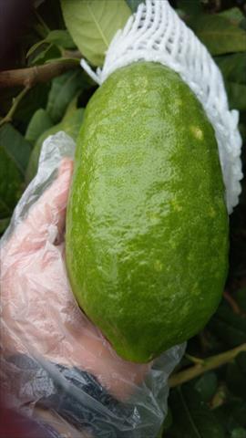 產品圖片