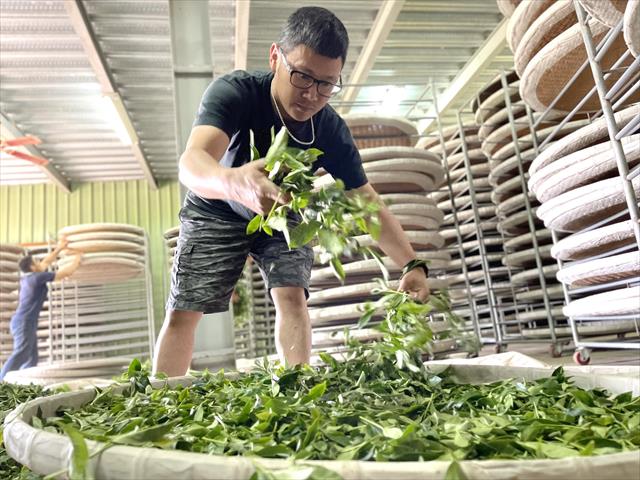 茶製品-茶 產品圖片（圖片編號 641855）