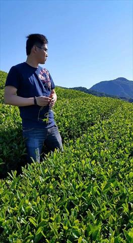 茶製品-茶 產品圖片（產品編號 480630）
