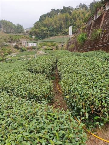茶製品-茶 產品圖片（產品編號 480633）