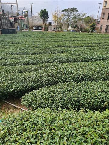 茶製品-茶 產品圖片（圖片編號 641865）